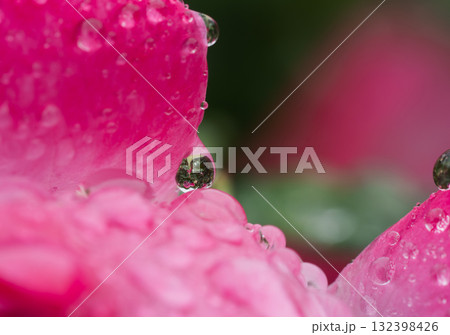 「花弁の端に映る小さな世界」 ― 雨上がり、雫の中にもうひとつの庭が生まれていた ― 「花弁の端に映る小さな世界」 ― 雨上がり、雫の中にもうひとつの庭が生まれていた ― 132398426