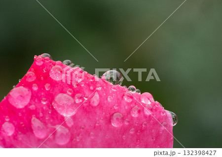 「花弁の端に映る小さな世界」 ― 雨上がり、雫の中にもうひとつの庭が生まれていた ― 「花弁の端に映る小さな世界」 ― 雨上がり、雫の中にもうひとつの庭が生まれていた ― 132398427
