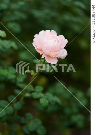 「雨上がりの庭で咲く三色のバラ」 ― 優しい朝の光の中、それぞれの色が自分らしく息づく ― 132398444