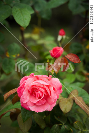 「雨上がりの庭で咲く三色のバラ」 ― 優しい朝の光の中、それぞれの色が自分らしく息づく ― 132398445