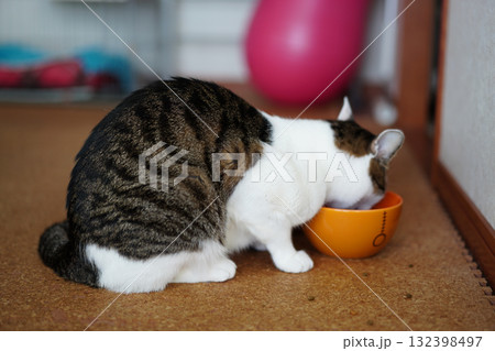 ボウルに入った餌を食べる猫 132398497