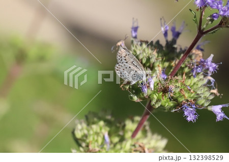 秋の庭に咲く紫色のダンギクの花の蜜を吸うヤマトシジミ蝶 秋の庭に咲く紫色のダンギクの花の蜜を吸うヤマトシジミ蝶 132398529