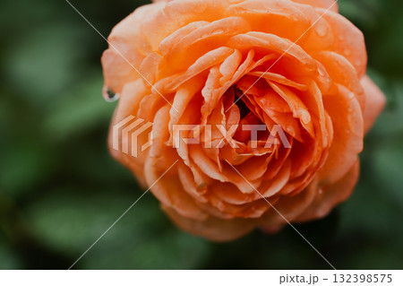 「橙の薔薇、雨のあとに宿るぬくもり」 ― 雨が去り、花はやさしく息をする ― 「橙の薔薇、雨のあとに宿るぬくもり」 ― 雨が去り、花はやさしく息をする ― 132398575