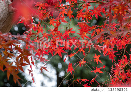 鮮やかな紅葉のもみじ 132398591