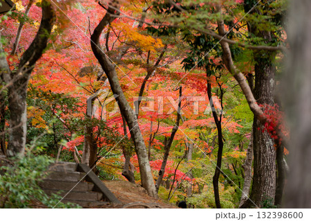 紅葉に囲まれた森の小道 紅葉に囲まれた森の小道 132398600