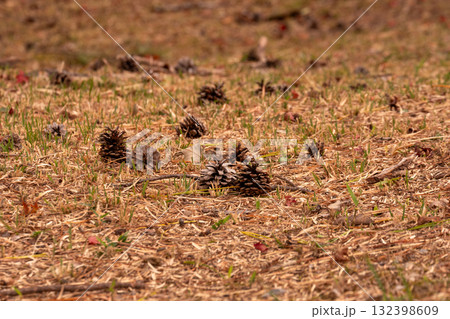 草地に落ちた松ぼっくり 132398609