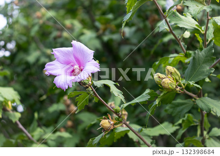 薄いピンク色のムクゲの花 薄いピンク色のムクゲの花 132398684