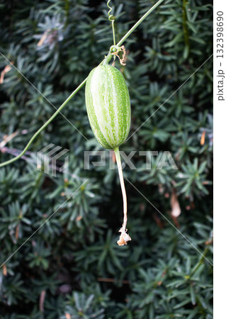 カラスウリ 132398690