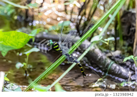 オニヤンマ 132398942