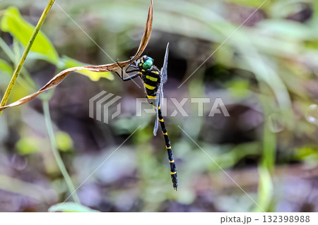 オニヤンマ 132398988