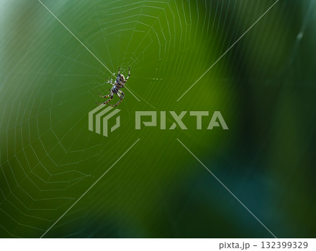 蜘蛛の巣にいるクモ 132399329
