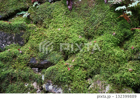 延暦寺の苔むした石垣 132399889