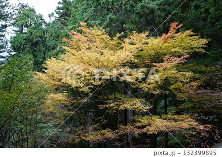 比叡山の紅葉した樹木 132399895