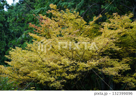 比叡山の紅葉した樹木 比叡山の紅葉した樹木 132399896