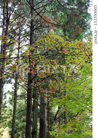 比叡山の紅葉した樹木 比叡山の紅葉した樹木 132399905