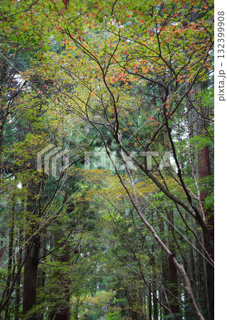 比叡山の紅葉した樹木 132399908