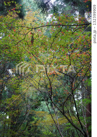 比叡山の紅葉した樹木 132399909