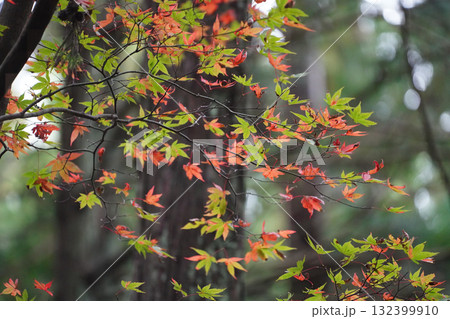 比叡山の紅葉した樹木 132399910