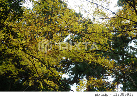 比叡山の紅葉した樹木 比叡山の紅葉した樹木 132399915
