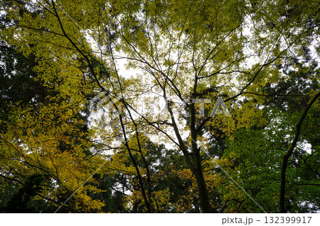 比叡山の紅葉した樹木 132399917
