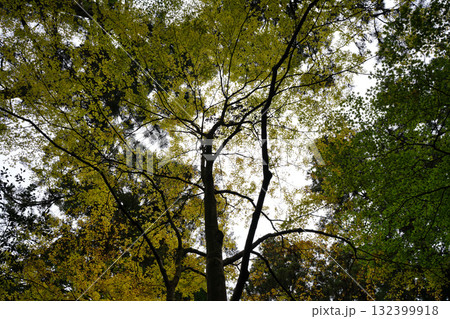 比叡山の紅葉した樹木 比叡山の紅葉した樹木 132399918