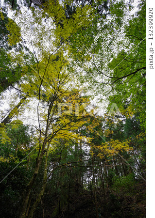 比叡山の紅葉した樹木 比叡山の紅葉した樹木 132399920