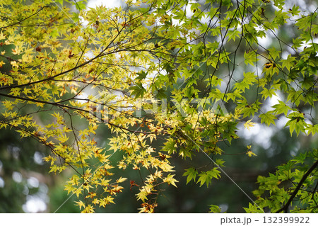 比叡山の紅葉した樹木 132399922