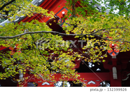紅葉が始まった楓と延暦寺の朱塗りの建物 132399926