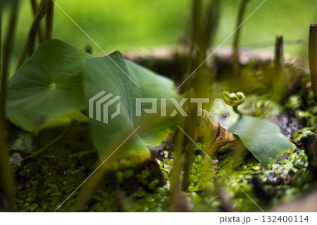Tiny Duckweed Floating In Lotus Basin, Small duckweed bobs in a lotus basin, water shimmering with life, great for a tranquil photo or a nature inspired visual promotion. 132400114
