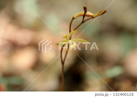 エンシュウムヨウラン 132400128