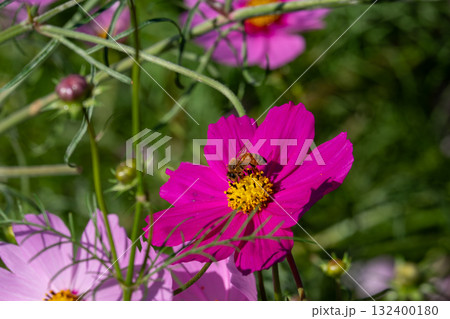 コスモスにとまる蜜蜂 132400180