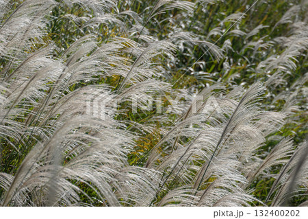 きらめくすすきの群れ 132400202