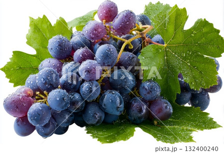瑞々しい葉と水滴が輝く紫色のブドウの房 132400240