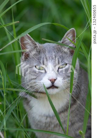 茂みの中の野良猫 茂みの中の野良猫 132400655