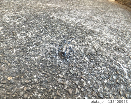 ゴマダラカミキリ 132400958