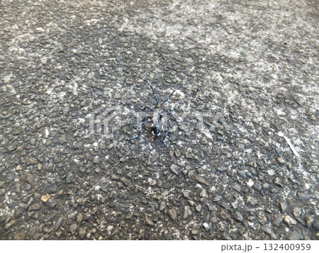 ゴマダラカミキリ 132400959