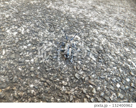 ゴマダラカミキリ 132400962