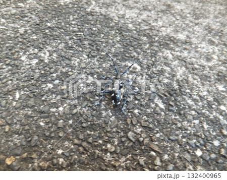 ゴマダラカミキリ 132400965