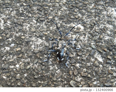 ゴマダラカミキリ 132400966