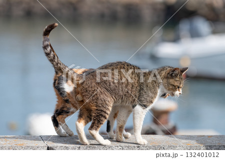 堤防を歩く二匹の猫 132401012