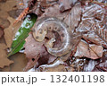 トウキョウサンショウウオ 132401198