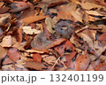 トウキョウサンショウウオ 132401199