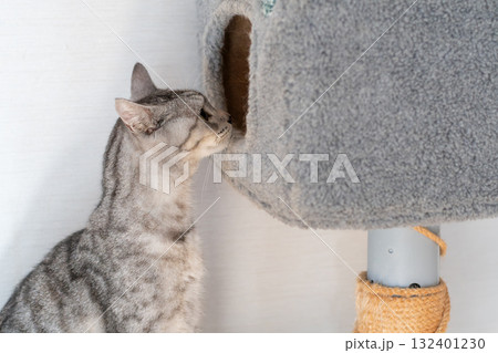 キャットタワーの中を覗き込む猫　サバトラ猫 132401230