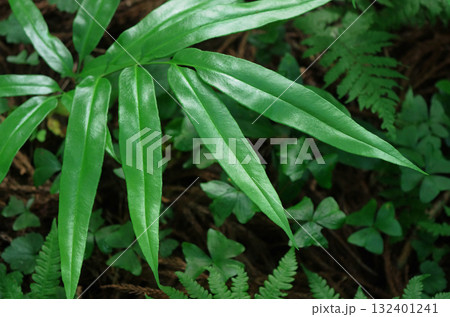 イワガネソウの葉 132401241