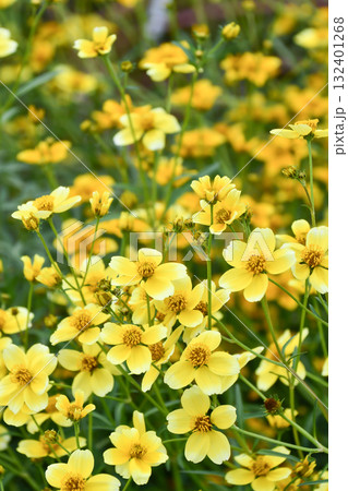 ビデンス「ゴールデンキューピッド」　Bidens  'Golden Cupid' 132401268