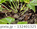 ヒメザゼンソウ 132401325
