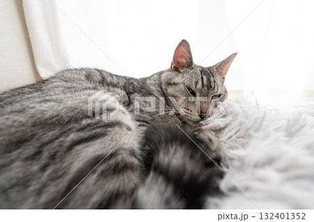 窓辺で眠る猫　サバトラ猫 132401352