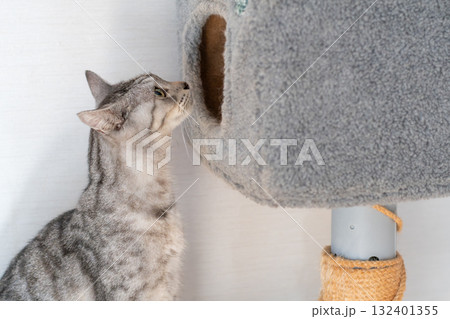 キャットタワーの中を覗き込む猫 サバトラ猫 キャットタワーの中を覗き込む猫 サバトラ猫 132401355