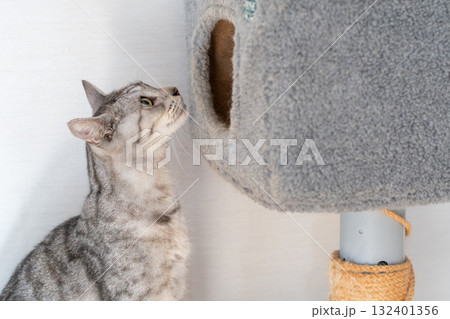キャットタワーの中を覗き込む猫 サバトラ猫 キャットタワーの中を覗き込む猫 サバトラ猫 132401356