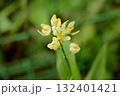 シロバナキンラン 132401421